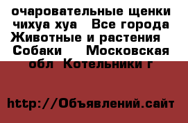 очаровательные щенки чихуа-хуа - Все города Животные и растения » Собаки   . Московская обл.,Котельники г.